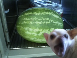 Lola guarding her watermelon